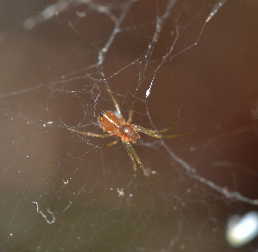Giovane Linyphiidae - Grosseto